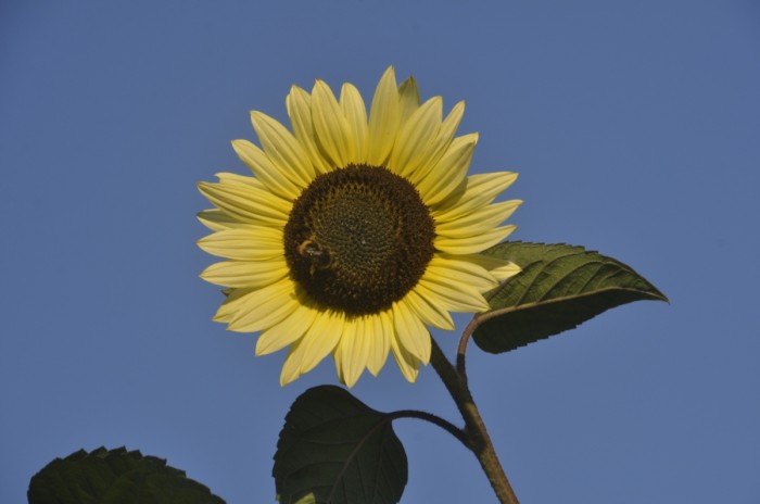 Tournesol