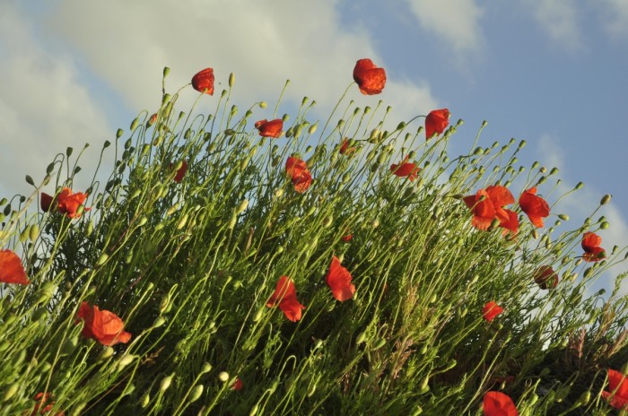 Coquelicots