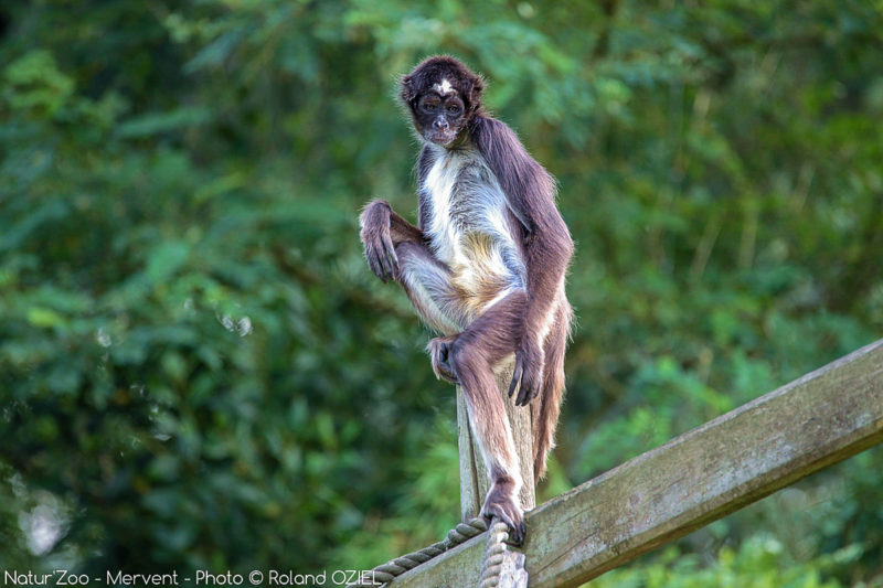 Singe au zoo de Mervent en Vendée