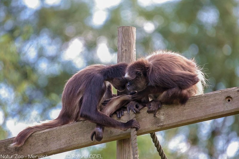 Vie des signes au zoo de mervent proche du camping