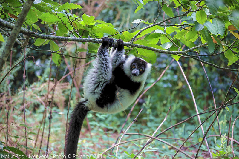 Observer des lémuriens de près au zoo de Mervent