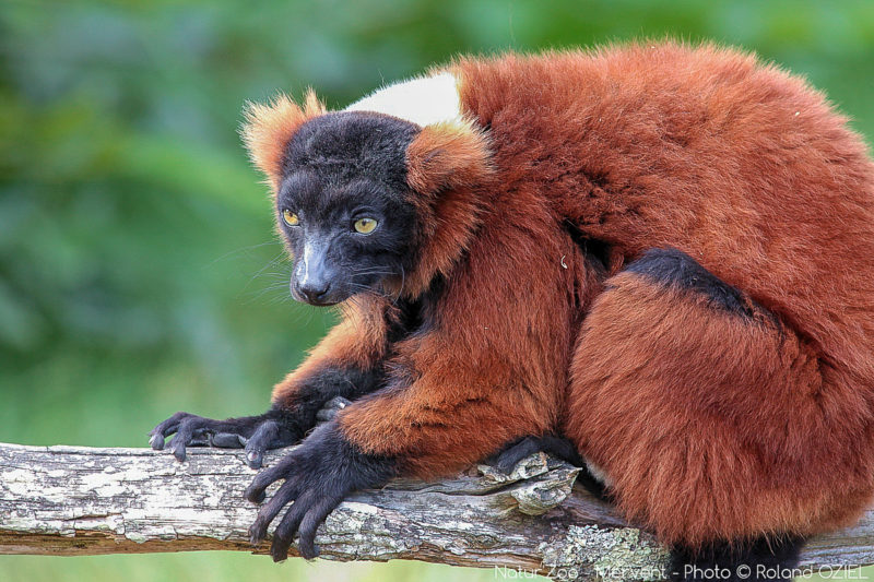 Zoo en Vendée le Natur'Zoo de Mervent proche du camping