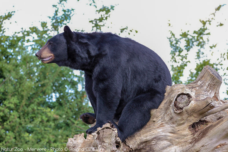 ours au zoo de mervent