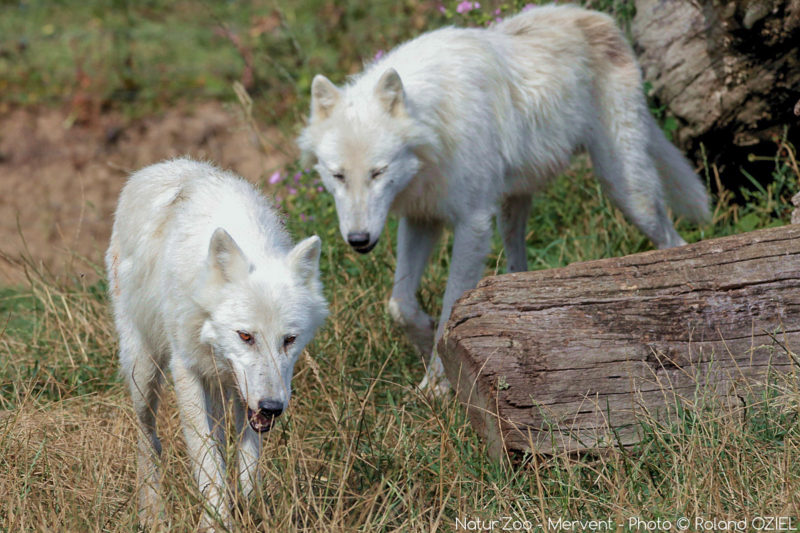 Loups blancs au zoo de mervent