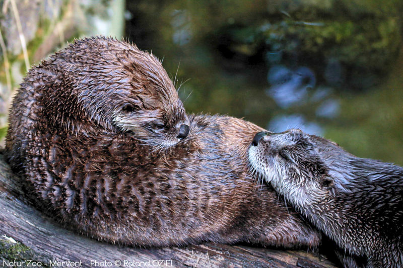 La Loutre