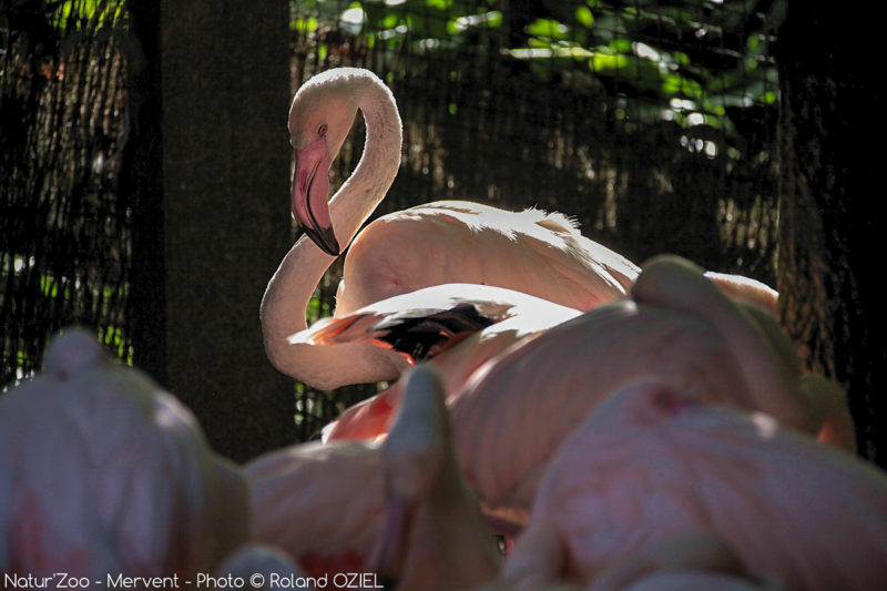 Flamants roses au zoo de Mervent proche du camping