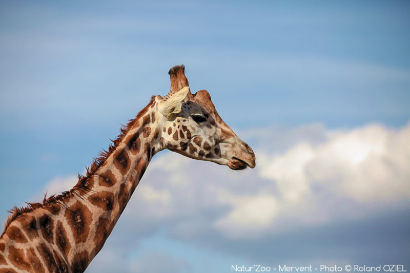 Girafes au zoo de mervent