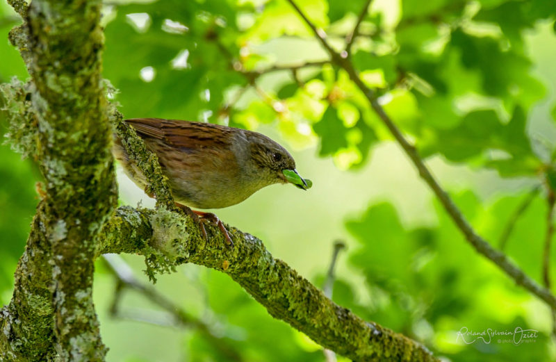 Accenteur mouchet oiseau pendant votre séjour nature au camping 