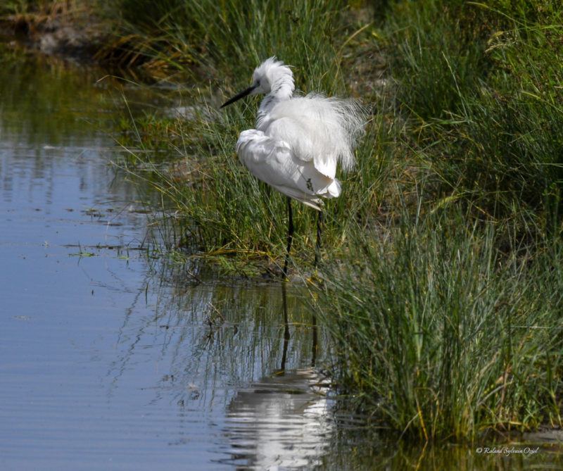 Aigrette garzette