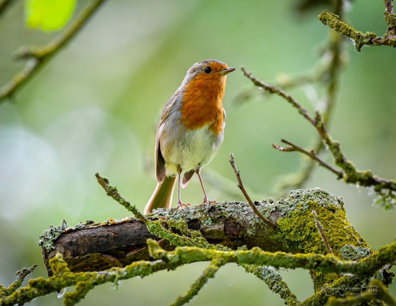 Rouge gorge en Vendée autour du camping avec environnement naturel et préservé