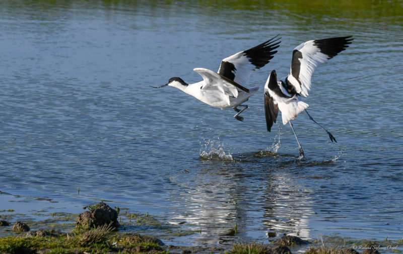 Avocettes