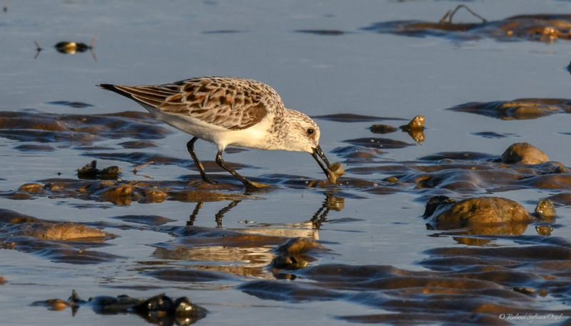 bécasseau sanderling