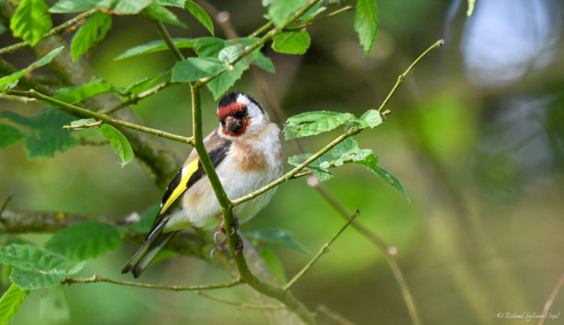 chardonneret migrateur dans le camping