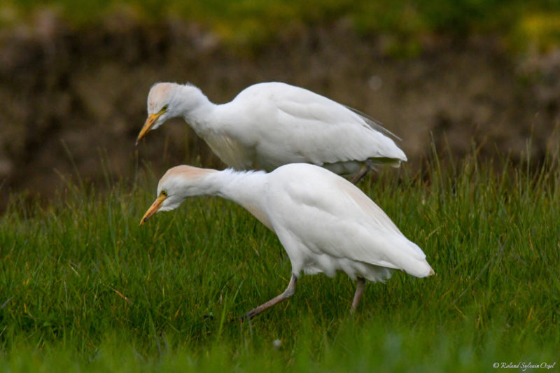 Heron garde boeuf dans les champs