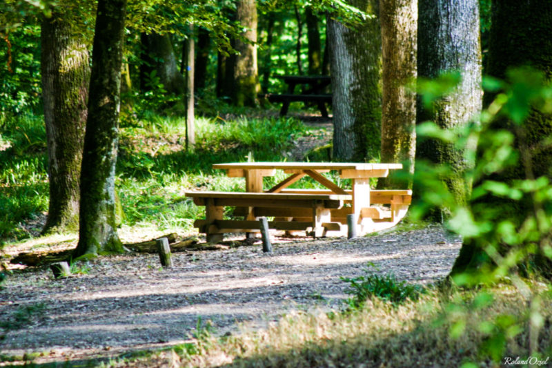 Table pour pique-niquer dans la forêt de Mervent