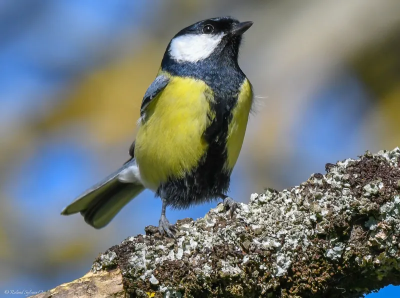 mesange charbonniere